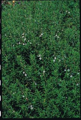 Picture of Savory Winter